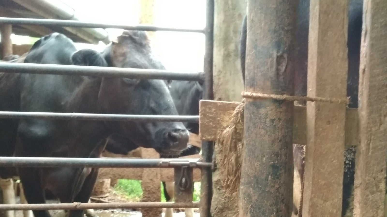 Dairy cows behind the rails of a milking stall on a farm in Murang'a